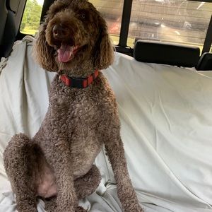 Meet your Posher, Alice